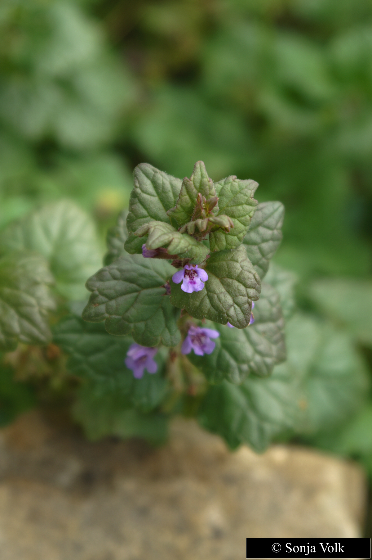 roter kriechender thymian wann pflanzen Kriechender Thymian Thymus praecox 'Albiflorus' begehbare Gartenpflanze