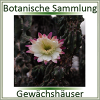 Botanische Warmhaus-Sammlung (Gewächshäuser)
