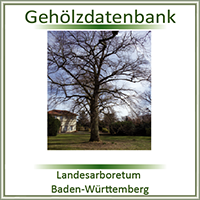 Gehölzdatenbank Landesarboretum des Landes Baden-Württemberg
