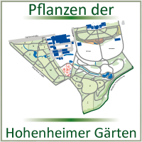 Pflanzen der Hohenheimer Gärten