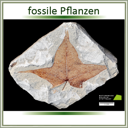 Suche nach wahrscheinlich verwandten fossilen Pflanzennamen (alphabetisch)