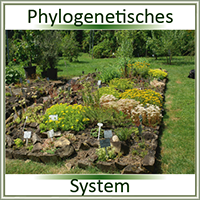 Phylogenetisches System