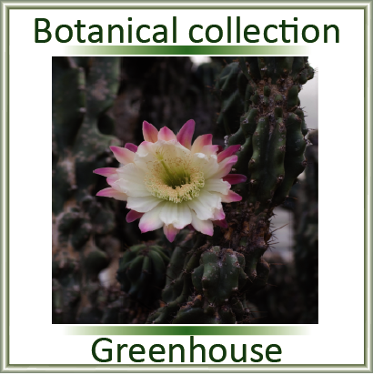 Botanische Warmhaus-Sammlung (Gewächshäuser)