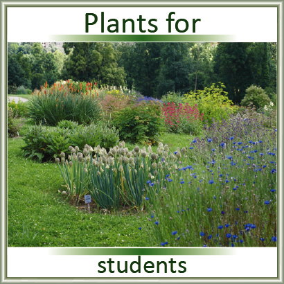 Pflanzenquartiere für Studierende