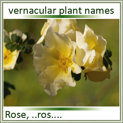 Search plants with vernacular names