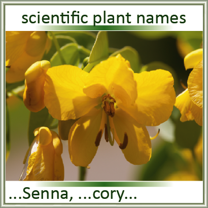 Search for scientific plant names