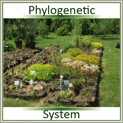 Phylogenetisches System